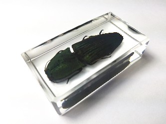 CHALCOLEPIDIUS PORCATUS ELATERIDAE BEETLE EMBEDDED IN CLEAR CASTING RESIN