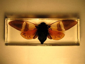 Cicada floridula