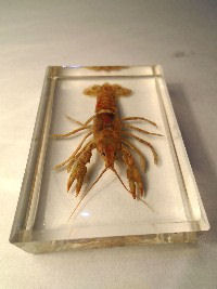 Freshwater crayfish