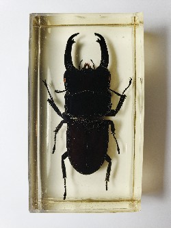 DORCUS PARRYI RITSEMAE