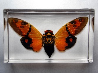 Gaeana festiva orange cicada