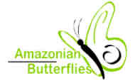 Amazonian Butterflies