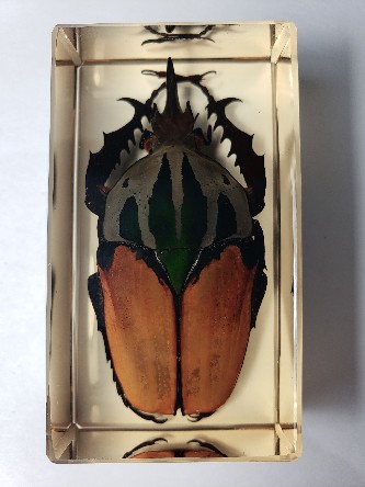 MECYNORHINA OBERTHURI UNICOLOR BEETLE EMBEDDED IN CLEAR RESIN