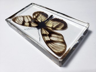 METHONA CONFUSA BUTTERFLY EMBEDDED IN CLEAR CASTING RESIN.