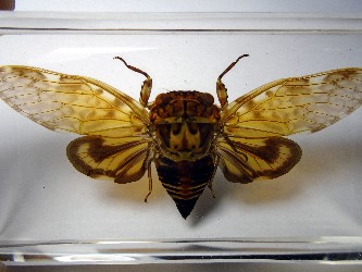 Platypleura Arcuata Cicada