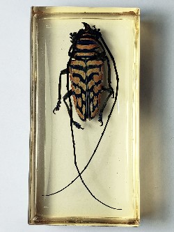 STERNOTOMIS BOHEMINA FERRETI INSECT EMBEDDED IN CLEAR CASTING RESIN