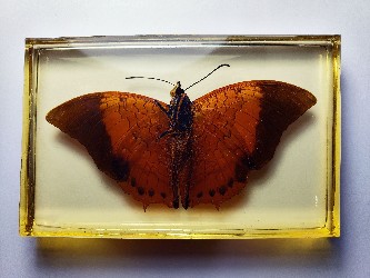 TAWNY RAJAH / CHARAXES BERNADUS BUTTERFLIES EMBEDDED IN CLEAR CASTING RESIN