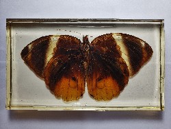 THAURIA LATHYI SIAMENSIS Butterflies embedded in clear casting resin