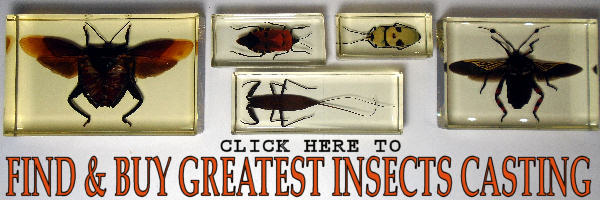 Best place for buy insects & animals casting resin