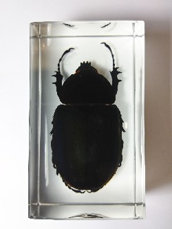 CHALCOSOMA CHIRON CHIRON EMBEDDED IN CASTING CLEAR RESIN