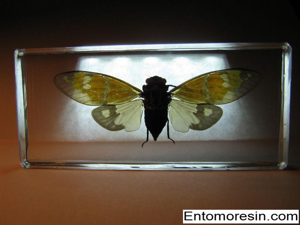 White Cicada Taxidermy REAL Insect Ganaea festiva