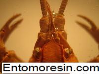 crayfish4a.JPG (773667 bytes)
