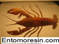 crayfish5a.JPG (899594 bytes)
