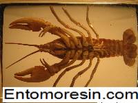 crayfish6a.JPG (958958 bytes)