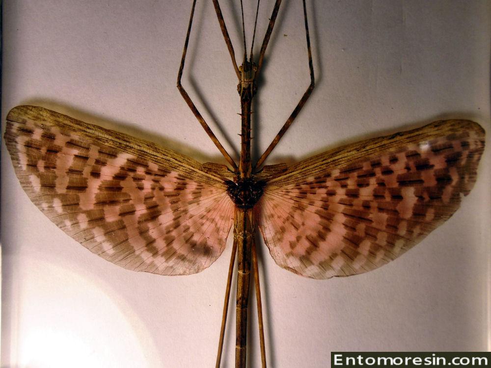 Diesbachia hellotis male A1! Entomologie Insecte Phasme Phasmidae 