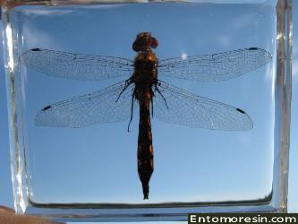 dragonfly5b.JPG (126388 bytes)