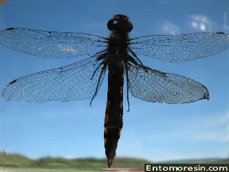 dragonfly6d.JPG (146720 bytes)