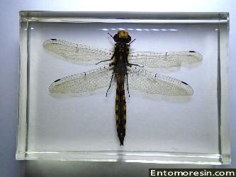 dragonfly8.JPG (143194 bytes)