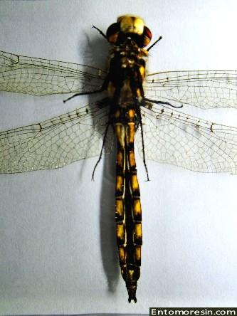 dragonfly8d.JPG (265777 bytes)