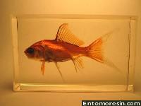 goldfish8.JPG (305119 bytes)