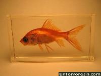 goldfish15.JPG (293968 bytes)
