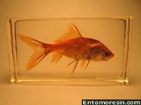 goldfish15b.JPG (309956 bytes)