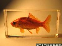 goldfish19.JPG (815300 bytes)