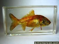 goldfish26.JPG (348340 bytes)