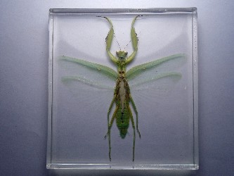 Hierodula Patellifera mantis