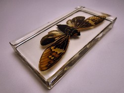 cicada4.jpg (154330 bytes)