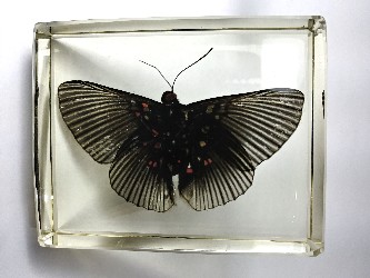 LYROPTERYX APOLLONIA BUTTERFLY