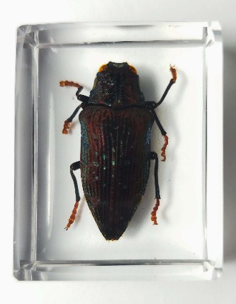 POLYBOTHRIS LUCZOTI JEWEL BEETLE EMBEDDED IN CASTING RESIN