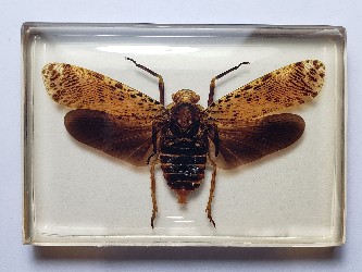 POLYDICTYA LOMBOKANA. Real insect embedded in clear casting resin.