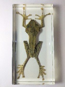 POLYPEDATES FROG