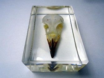 Sooty- Headed bulbul skull in casting resin