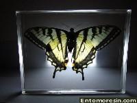 eastern_tiger_swallowtail1.JPG (134524 bytes)