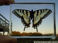 eastern_tiger_swallowtail2.JPG (145585 bytes)