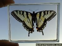 eastern_tiger_swallowtail3.JPG (134529 bytes)