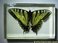 eastern_tiger_swallowtail7.JPG (151289 bytes)
