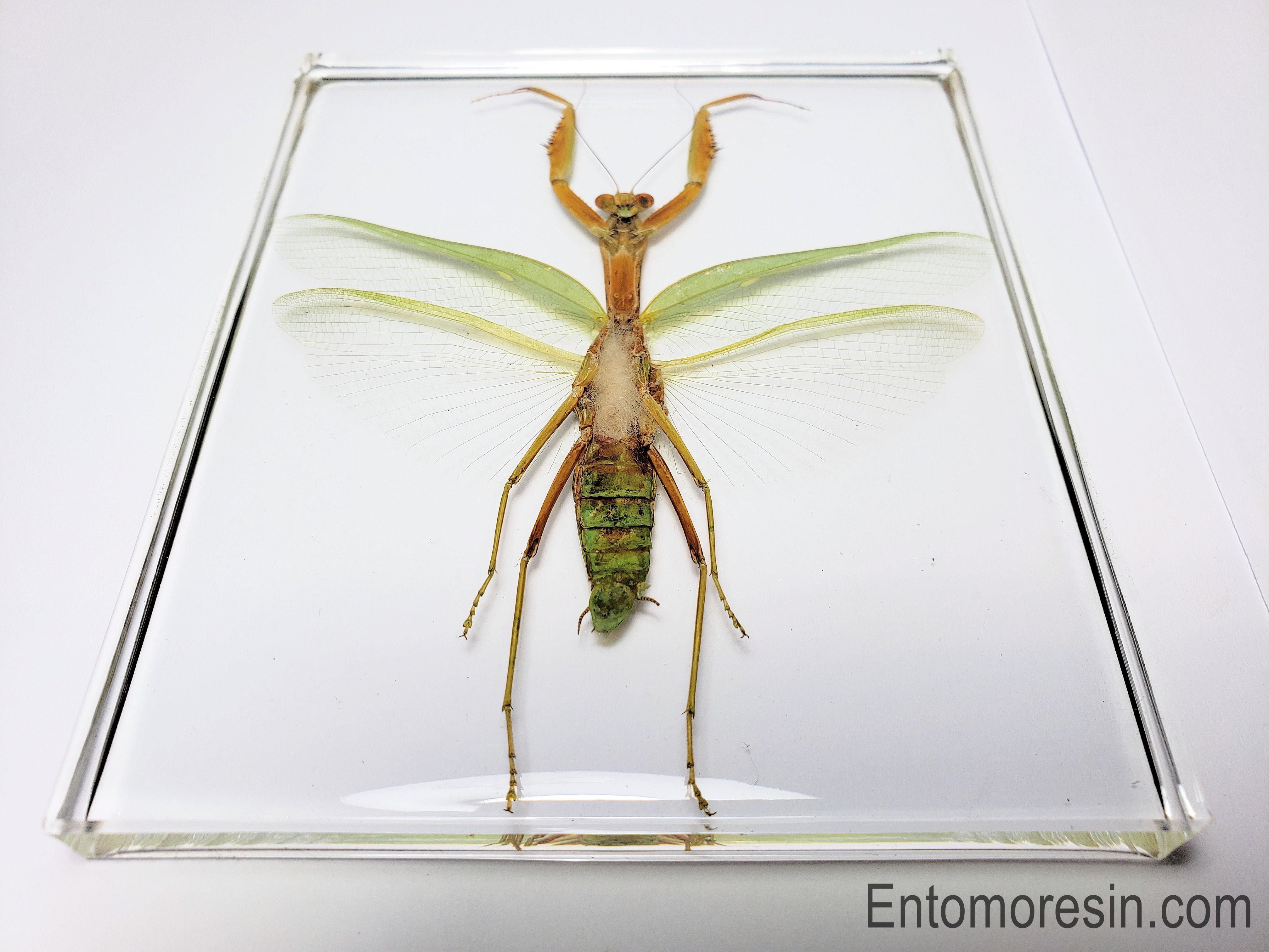 Deroplatys truncata A1 d'Indonesie! Entomologie Insecte Mante Mantidae 