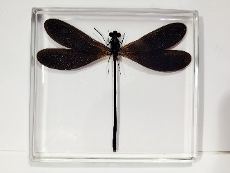 VESTALIS LUCTUOSA DAMSELFLY ODONATA