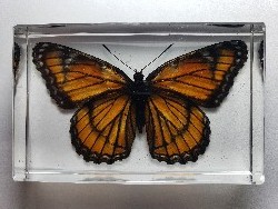 LIMENTINIS ARCHIPPUS VICEROY BUTTERFLY