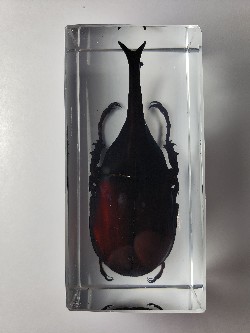 XYLOTRUPES GIDEON RHINOCEROS BEETLE EMBEDDED IN CLEAR CASTING RESIN